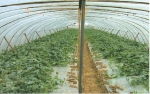 青州市聚宝塑料厂 匠心铸就大棚薄膜精品，守护现代农业丰收梦